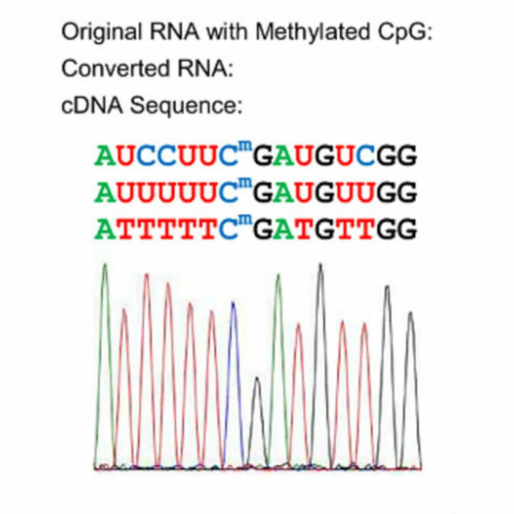 Zymo Research R5001 EZ RNA Methylation Kit, Zymo Research Kit, 50 Preps/Unit tertiary image