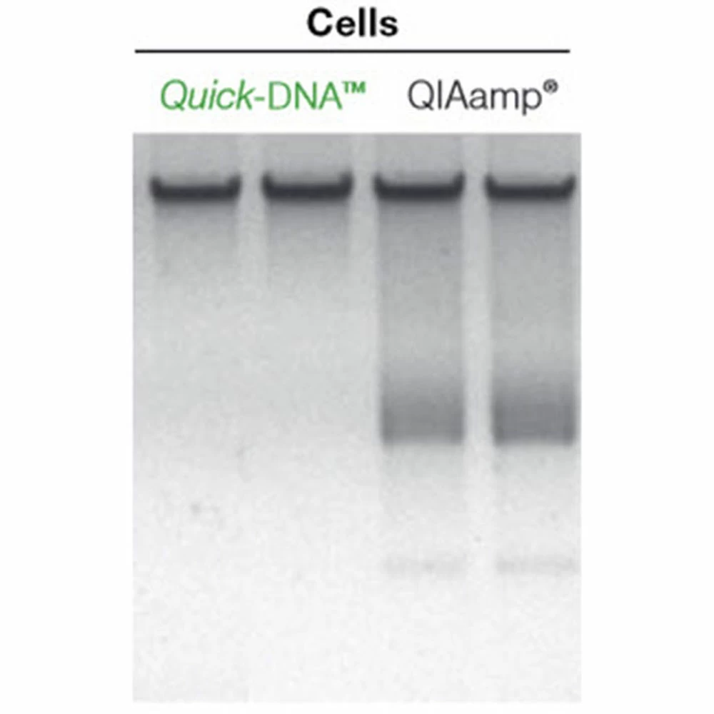 Zymo Research D4068 Quick-DNA Miniprep Plus Kit, Zymo Research, 50 Preps/Unit quinary image