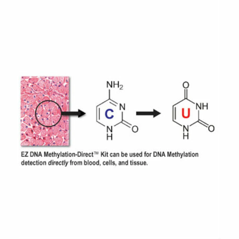 Zymo Research D5022 EZ-96 DNA Methlyation-Direct Kit, Shallow-Well, 2 x 96 Rxns/Unit secondary image