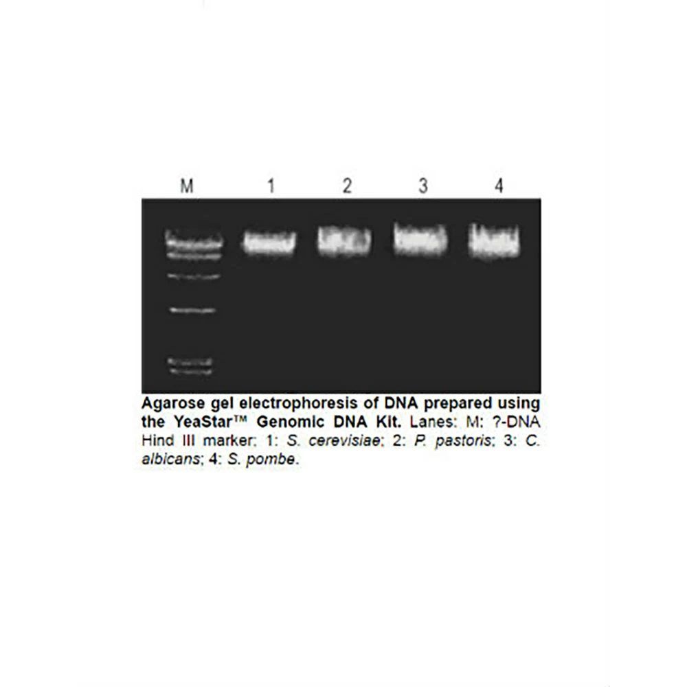 Zymo Research D2002 YeaStar Genomic DNA Kit, Zymo Research Kit, 40 Preps/Unit secondary image