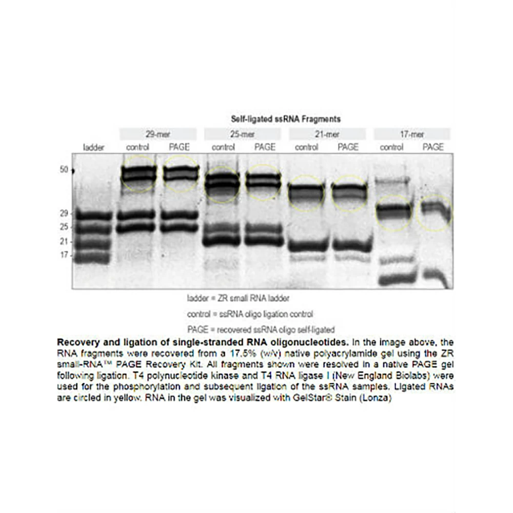 Zymo Research R1070 ZR small-RNA PAGE Recovery Kit, Zymo Research, 20 Preps/Unit secondary image