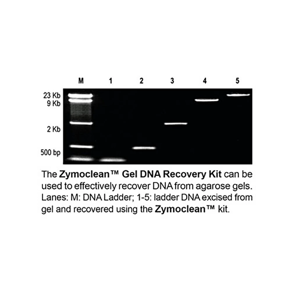Zymo Research D4002 Zymoclean Gel DNA Recovery Kit, Uncapped columns, 200 Preps/Unit tertiary image