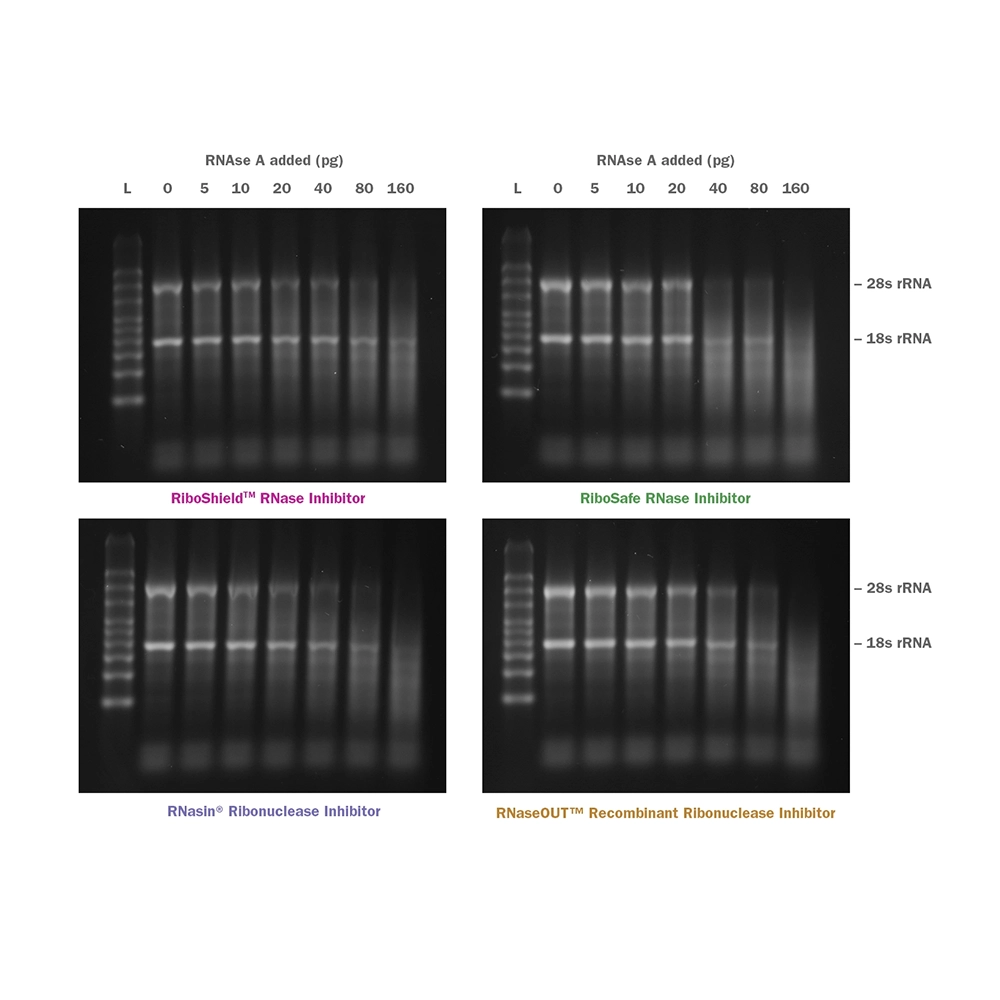PCR Biosystems PB30.23-10 RiboShield