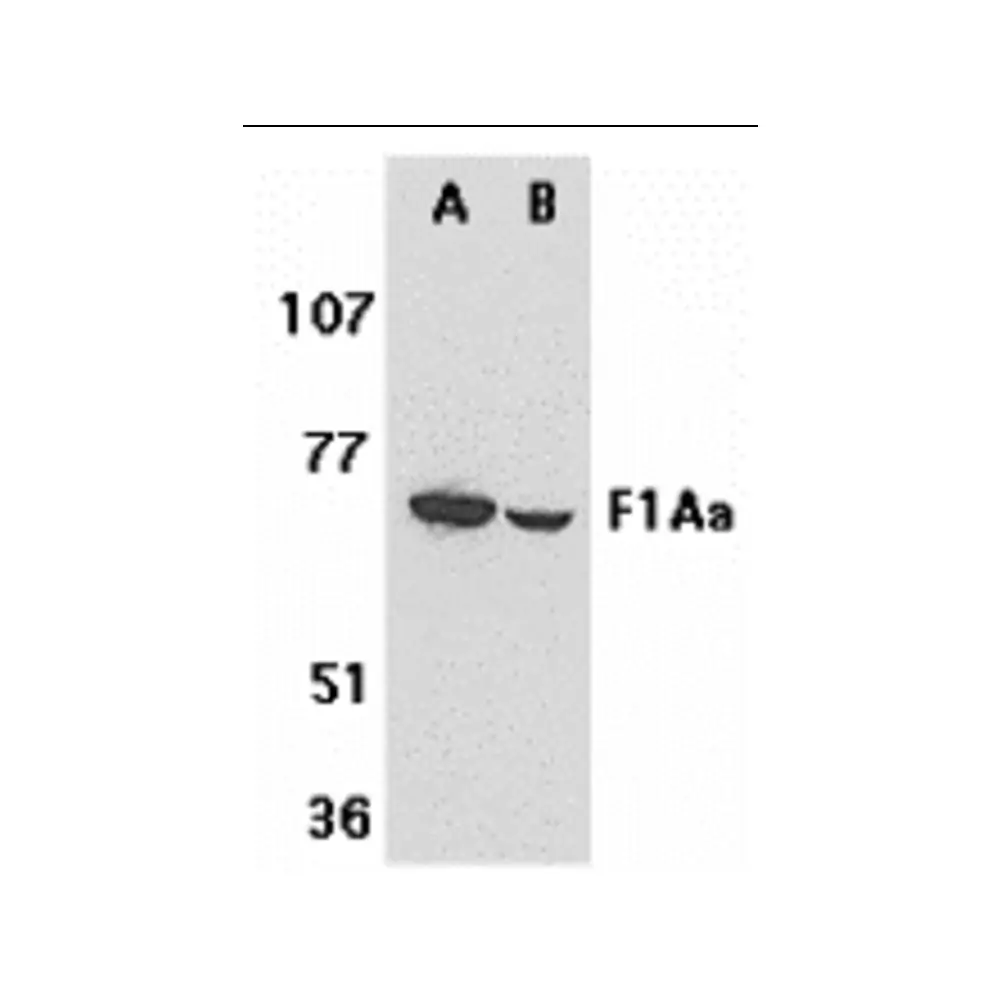 ProSci 2279_S F1A alpha Antibody, ProSci, 0.02 mg/Unit Primary Image