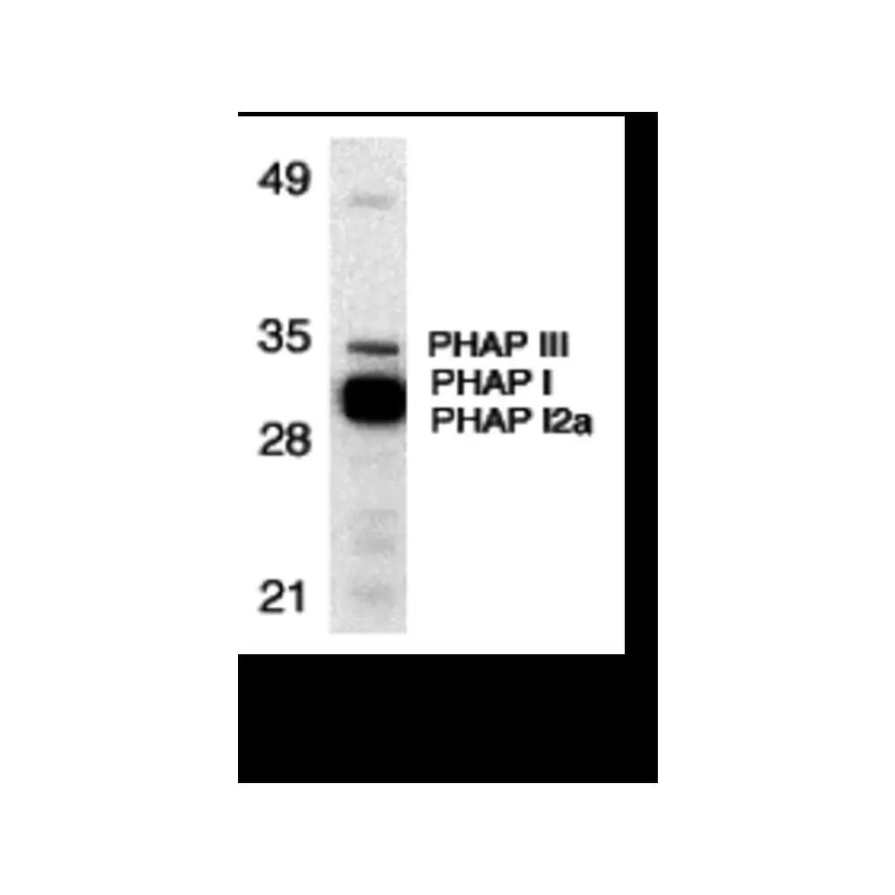 ProSci 3149_S PHAP Antibody, ProSci, 0.02 mg/Unit Primary Image