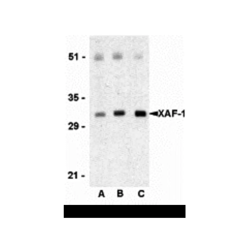 ProSci 3207_S XAF-1 Antibody, ProSci, 0.02 mg/Unit Primary Image