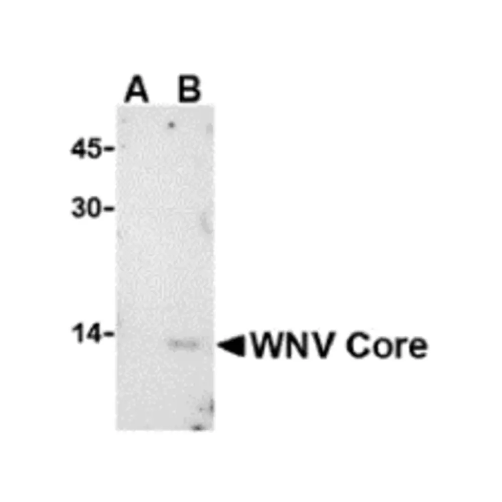 ProSci 3435 West Nile Virus Core Antibody, ProSci, 0.1 mg/Unit Primary Image