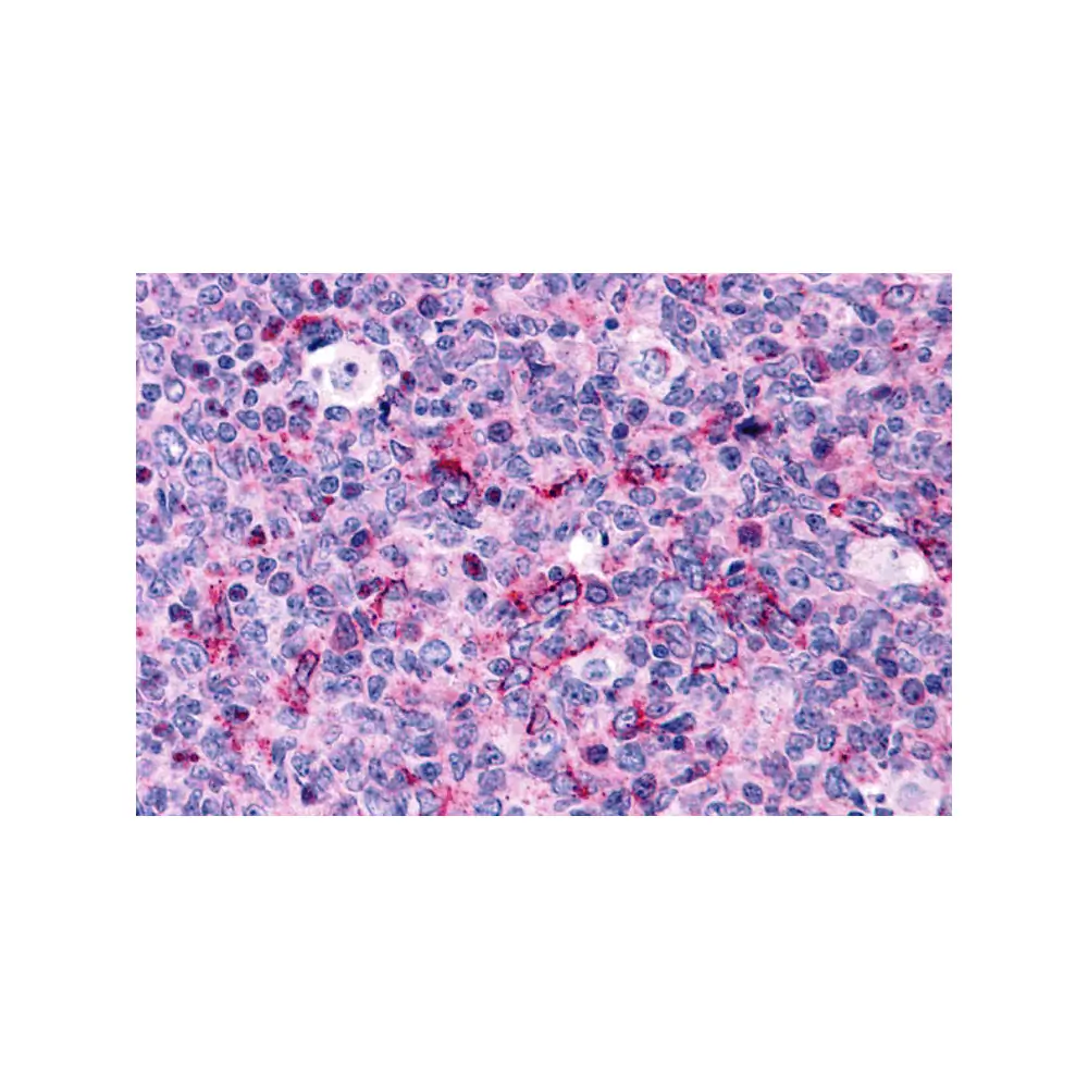 ProSci 3445_S Caspase-3 Antibody, ProSci, 0.02 mg/Unit Primary Image