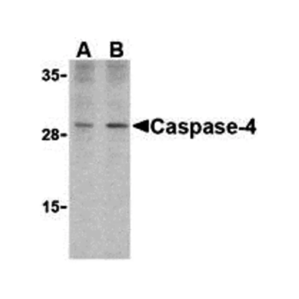 ProSci 3453 Caspase-4 Antibody, ProSci, 0.1 mg/Unit Primary Image
