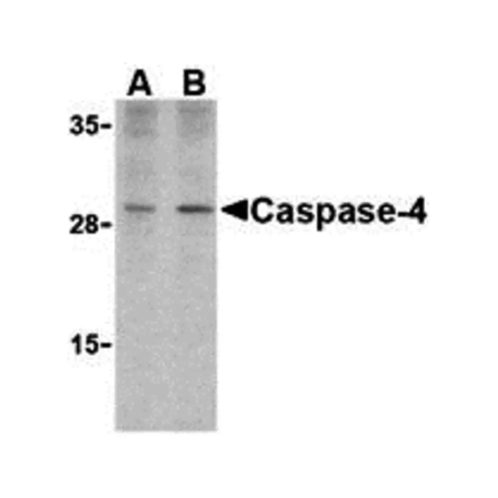 ProSci 3453_S Caspase-4 Antibody, ProSci, 0.02 mg/Unit Primary Image