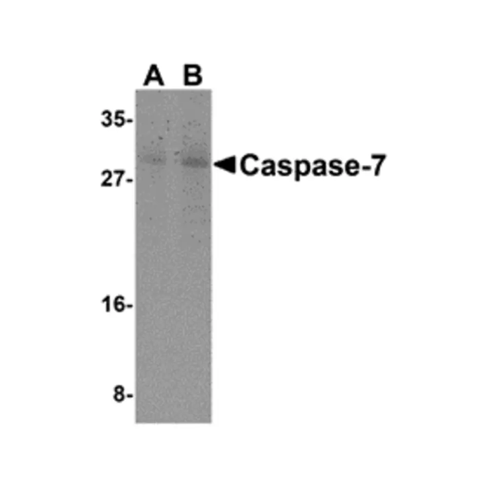 ProSci 3467_S Caspase-7 Antibody, ProSci, 0.02 mg/Unit Primary Image