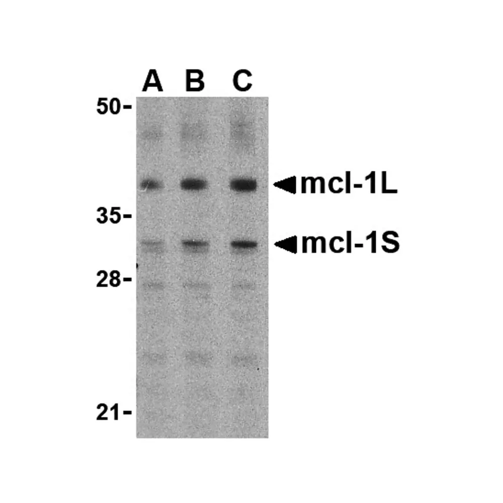 ProSci 3481 Mcl-1 Antibody, ProSci, 0.1 mg/Unit Primary Image