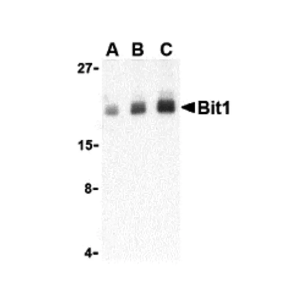 ProSci 3605 Bit1 Antibody, ProSci, 0.1 mg/Unit Primary Image