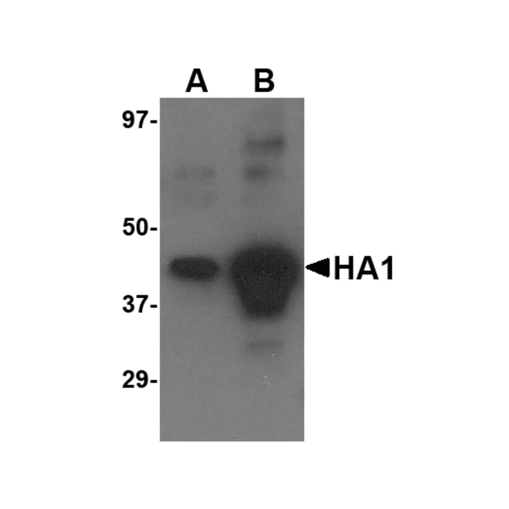 ProSci 3913_S Avian Influenza H5N1 Hemagglutinin (IN2) Antibody, ProSci, 0.02 mg/Unit Primary Image