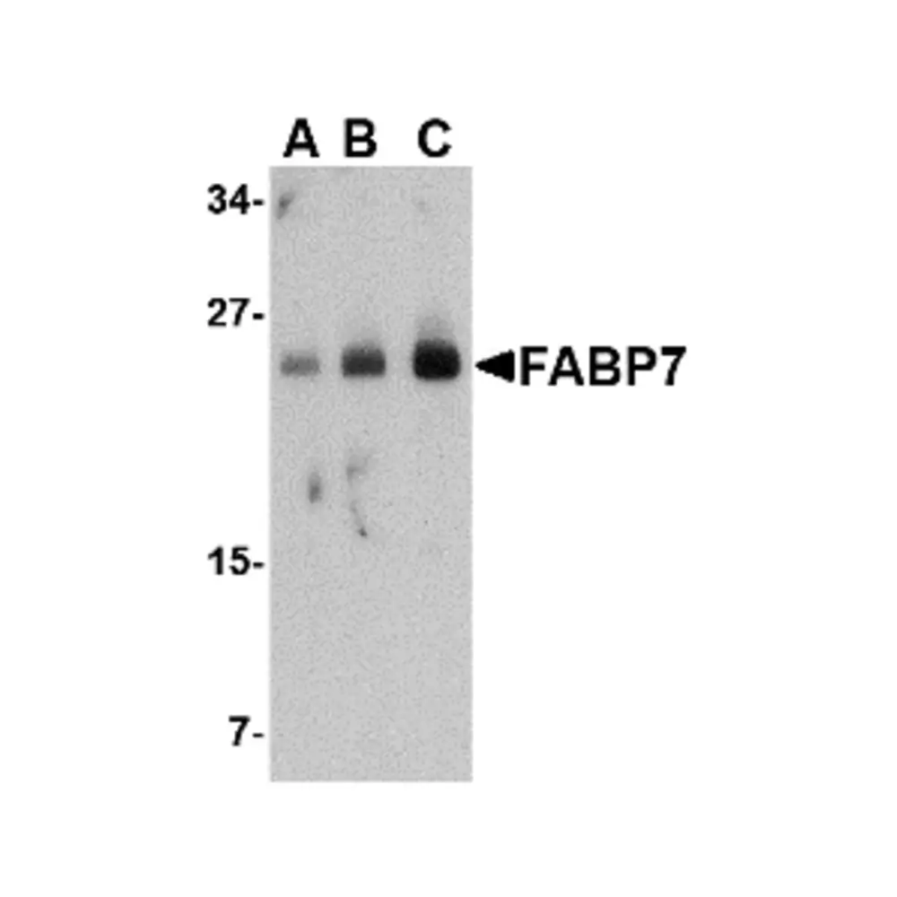 ProSci 4259_S FABP7 Antibody, ProSci, 0.02 mg/Unit Primary Image