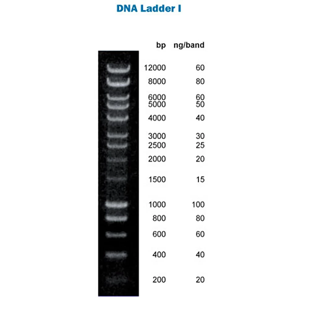 Apex Bioresearch Products 42-427 Apex DNA Ladder I, 200 Lanes, 200-12,000bp, 1 x 1.0ml/Unit primary image