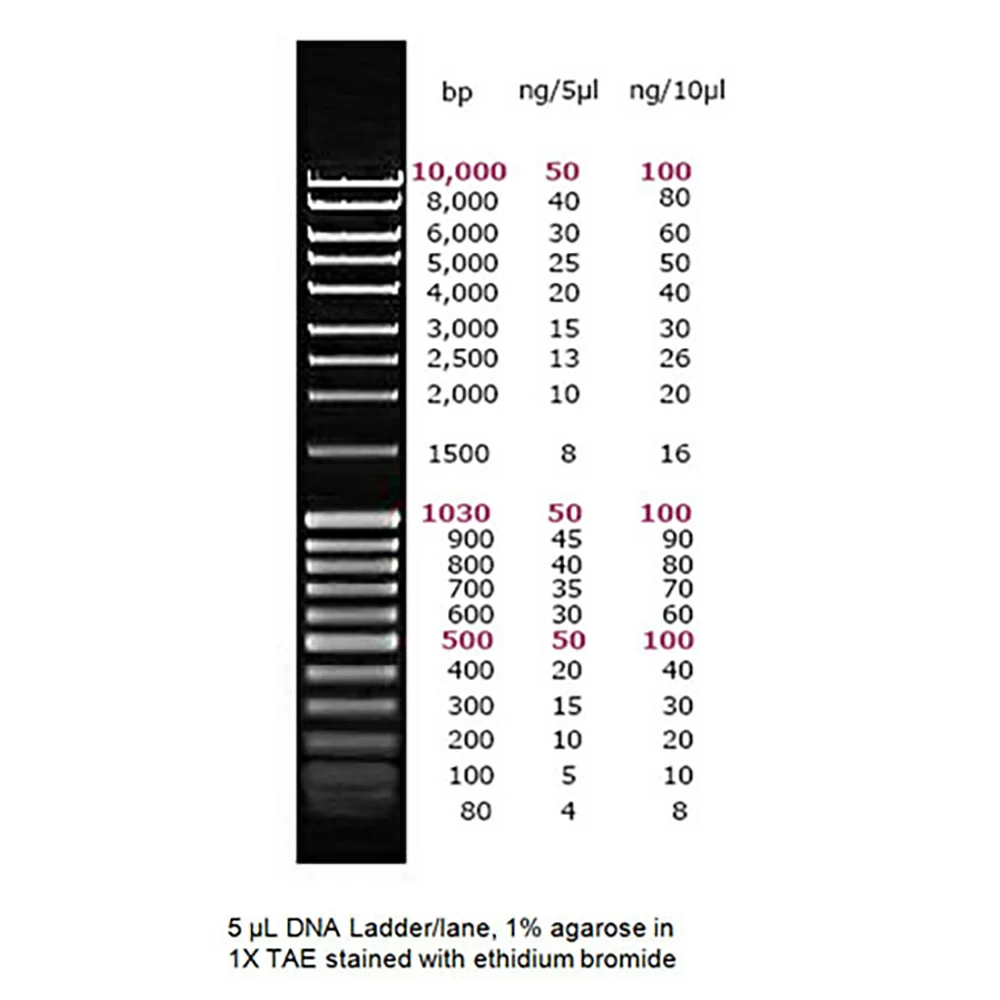 Apex Bioresearch Products 42-424 Apex DNA Ladder III, 200 Lanes, 80bp - 10Kb, 1 x 1.0ml/Unit primary image