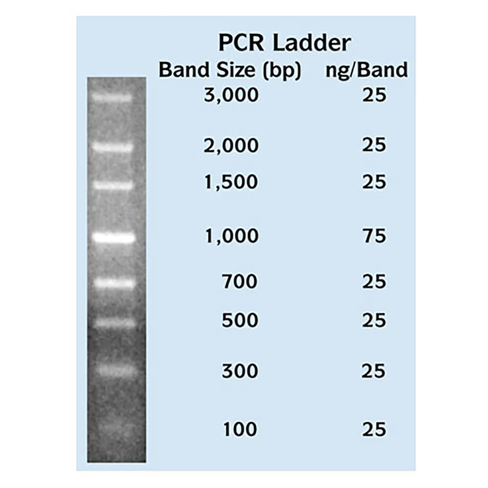 Apex Bioresearch Products 42-433 Apex PCR DNA Ladder, 200 Lanes, 100-3,000bp, 1 x 1.0ml/Unit primary image