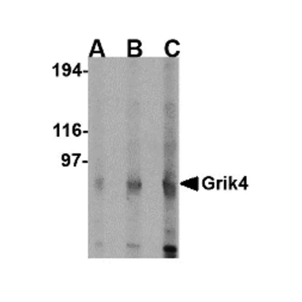 ProSci 4391 Grik4 Antibody, ProSci, 0.1 mg/Unit Primary Image