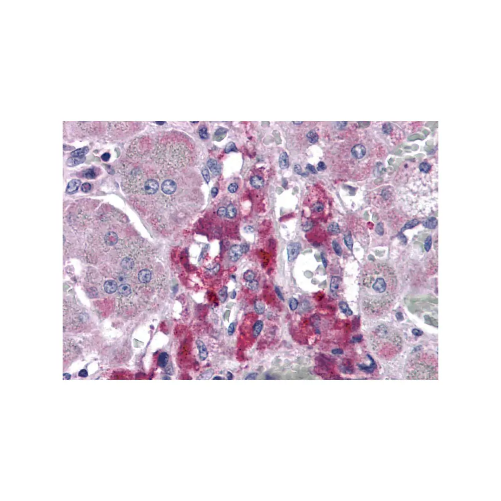 ProSci 4445 RIM2 Antibody, ProSci, 0.1 mg/Unit Primary Image