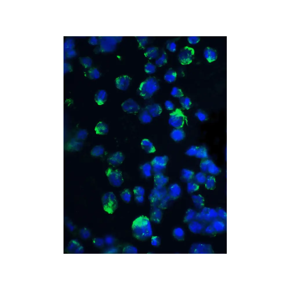 ProSci 3513 4E-BP1 Antibody, ProSci, 0.1 mg/Unit Tertiary Image