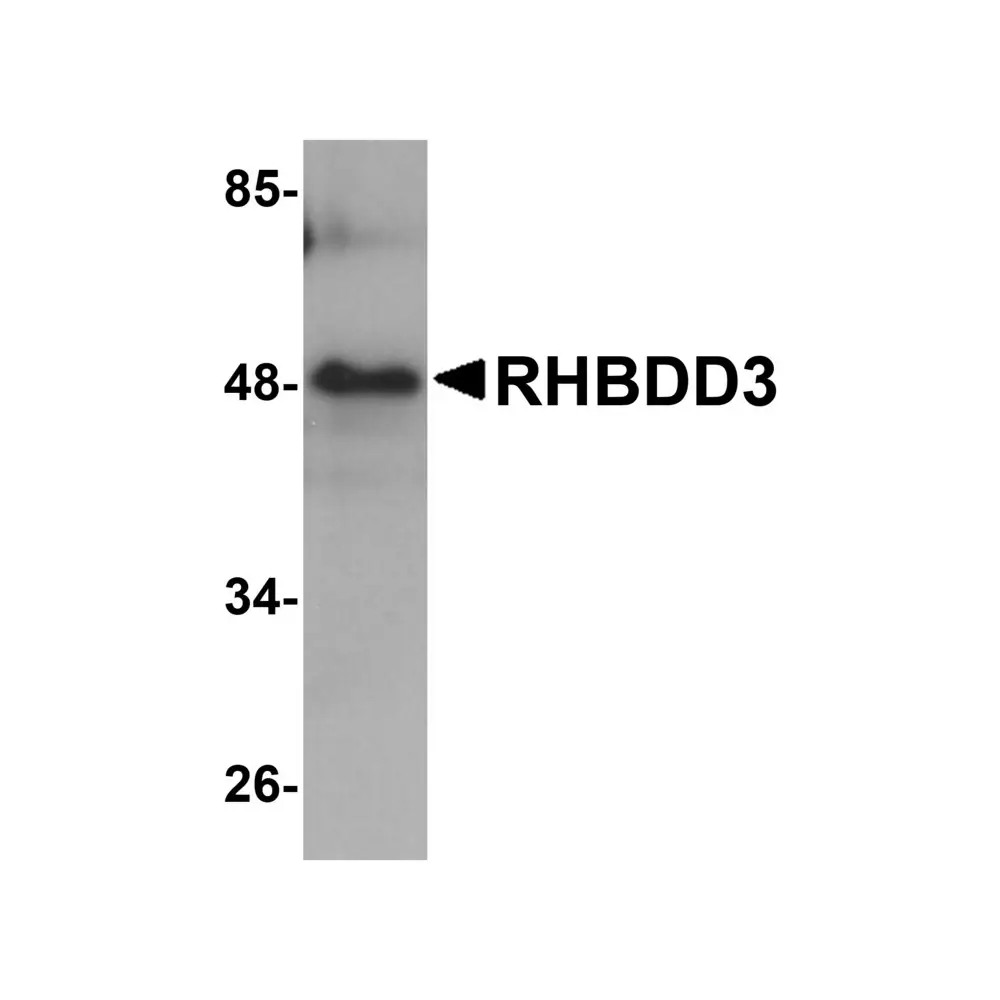 ProSci 5529_S RHBDD3 Antibody, ProSci, 0.02 mg/Unit Primary Image