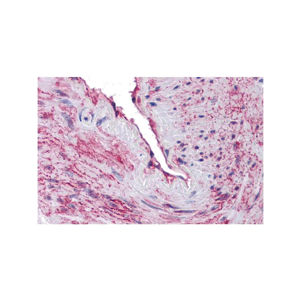 ProSci 5847 SCUBE3 Antibody, ProSci, 0.1 mg/Unit Primary Image