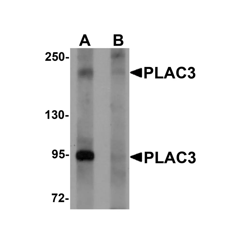 ProSci 6019 PLAC3 Antibody, ProSci, 0.1 mg/Unit Primary Image