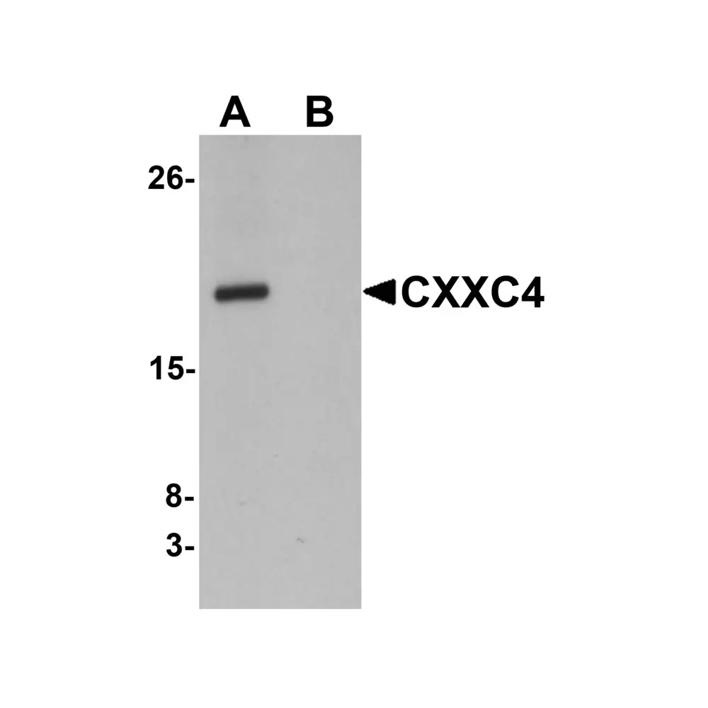 ProSci 6041 CXXC4 Antibody, ProSci, 0.1 mg/Unit Primary Image