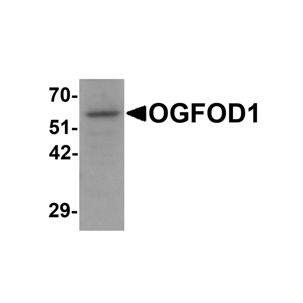 ProSci 6177 OGFOD1 Antibody, ProSci, 0.1 mg/Unit Primary Image