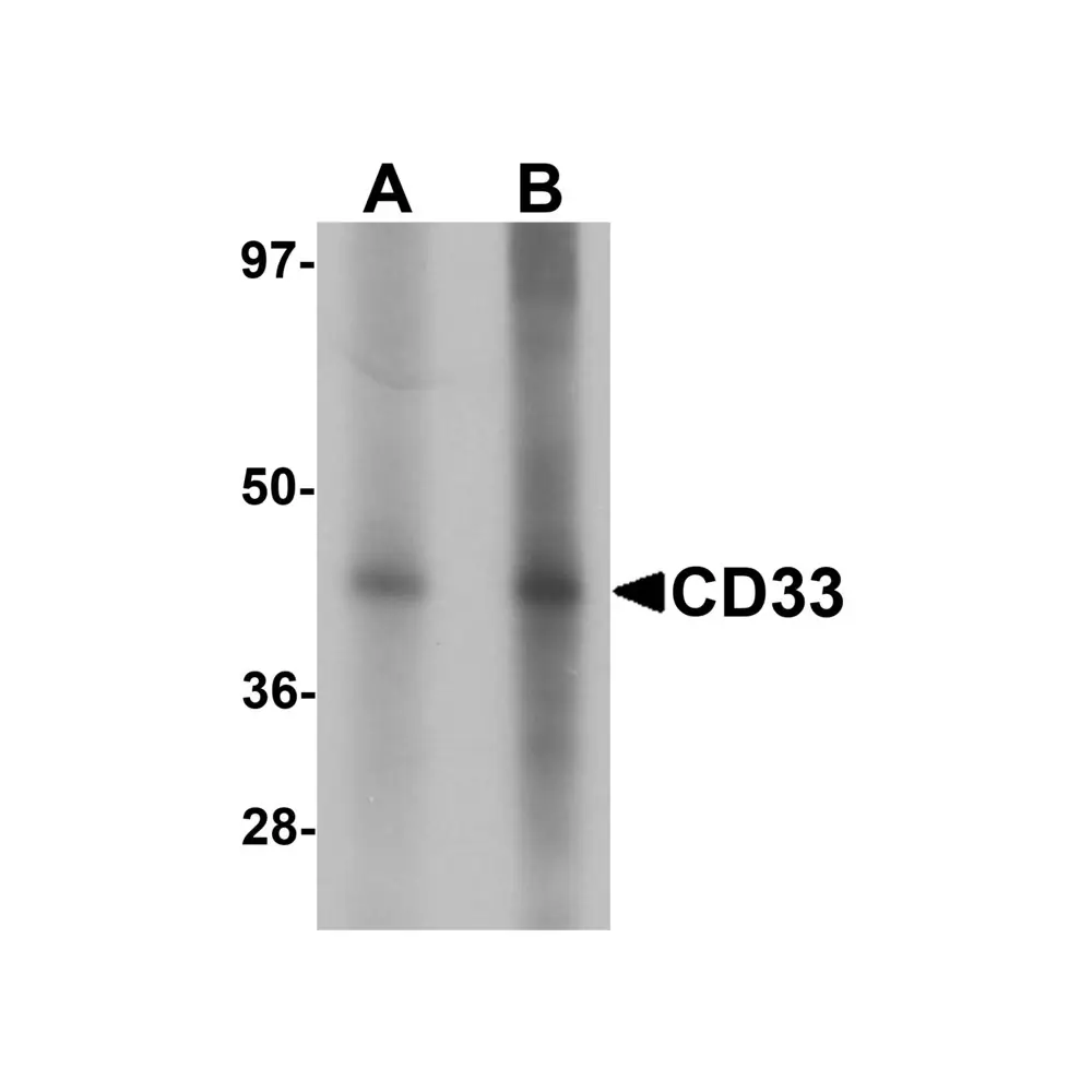 ProSci 6595 CD33 Antibody, ProSci, 0.1 mg/Unit Primary Image