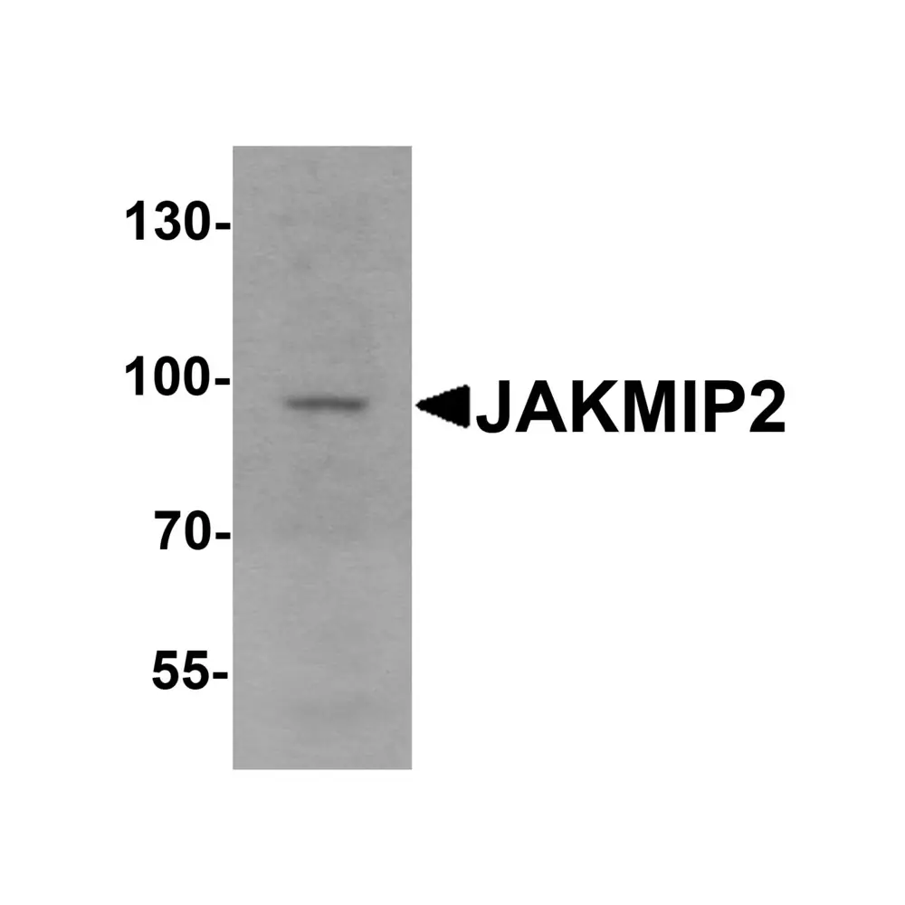ProSci 7167 JAKMIP2 Antibody, ProSci, 0.1 mg/Unit Primary Image