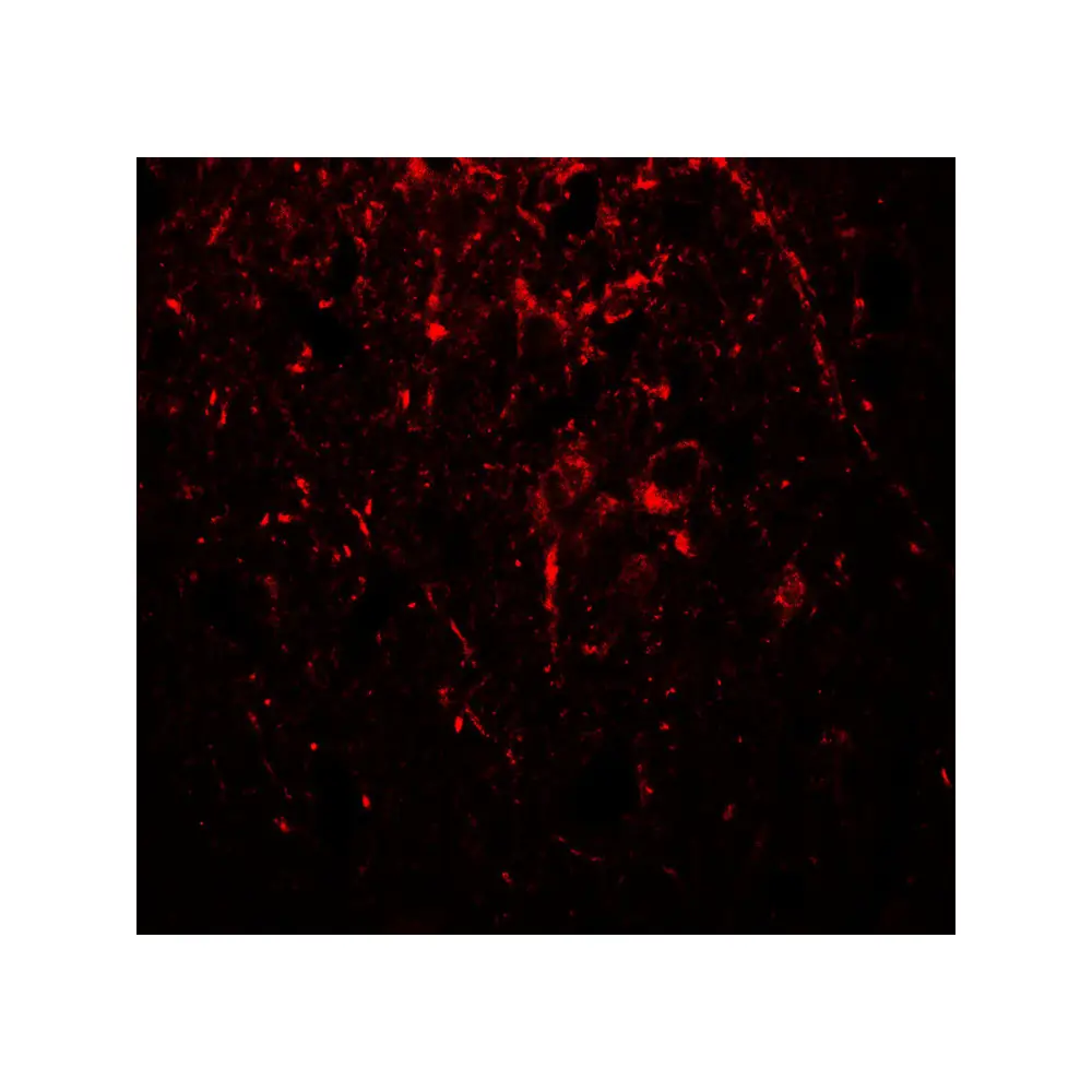 ProSci 7597_S alpha-Tubulin Antibody, ProSci, 0.02 mg/Unit Tertiary Image