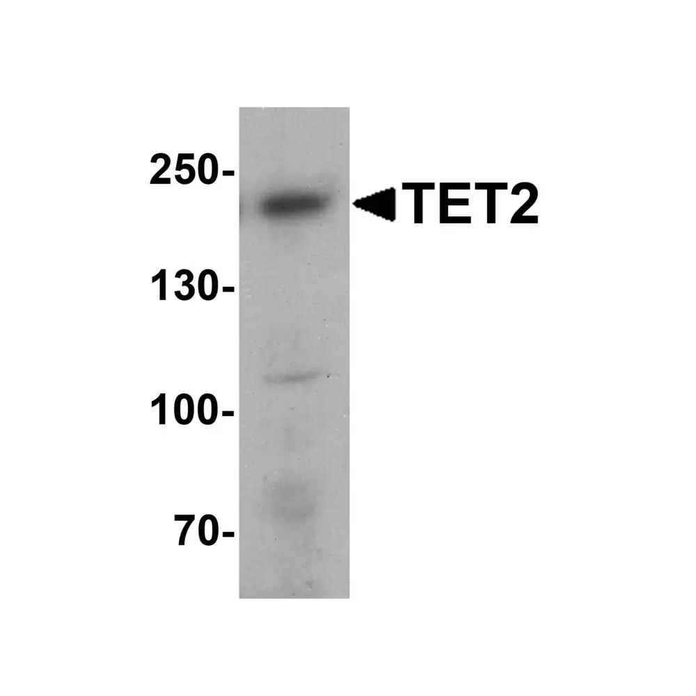 ProSci 7731 TET2 Antibody, ProSci, 0.1 mg/Unit Primary Image