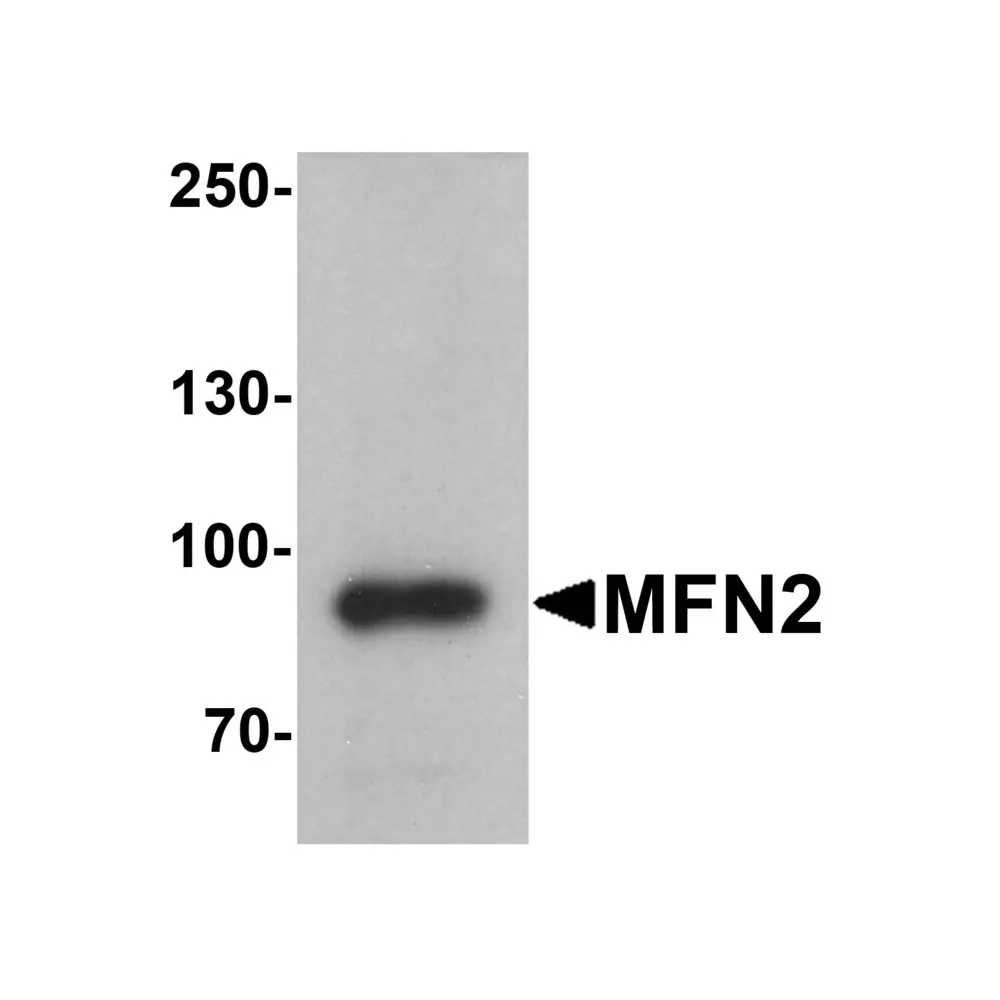 ProSci 7863 MFN2 Antibody, ProSci, 0.1 mg/Unit Primary Image