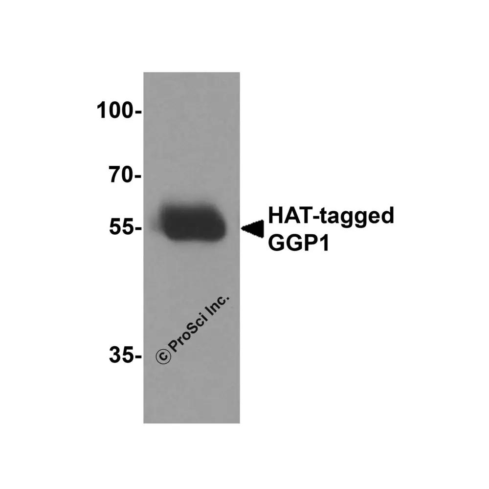 ProSci 7875 HAT-tag Antibody, ProSci, 0.1 mg/Unit Secondary Image