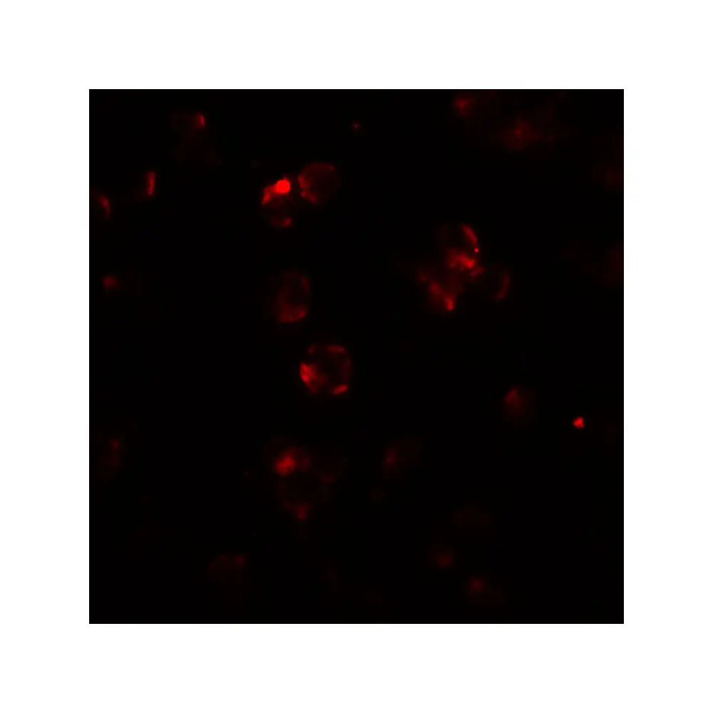 ProSci 6889_S ABCA7 Antibody, ProSci, 0.02 mg/Unit Tertiary Image