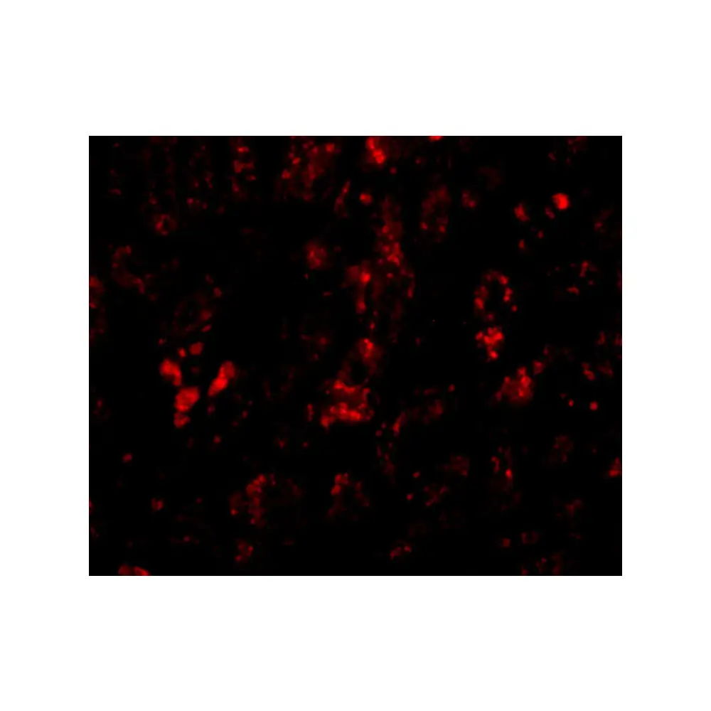 ProSci 5221_S AFAP1L2 Antibody, ProSci, 0.02 mg/Unit Tertiary Image