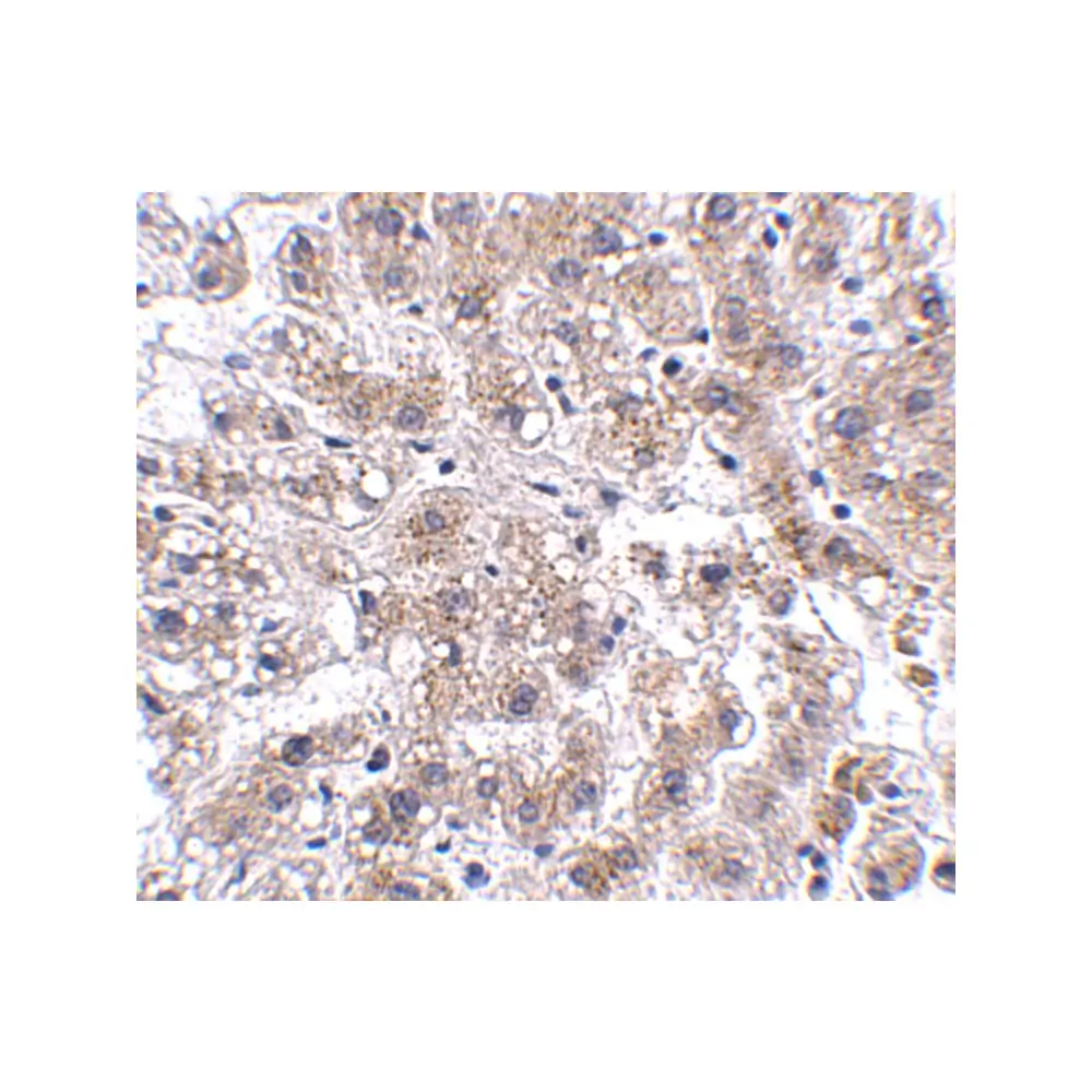 ProSci 5221_S AFAP1L2 Antibody, ProSci, 0.02 mg/Unit Secondary Image