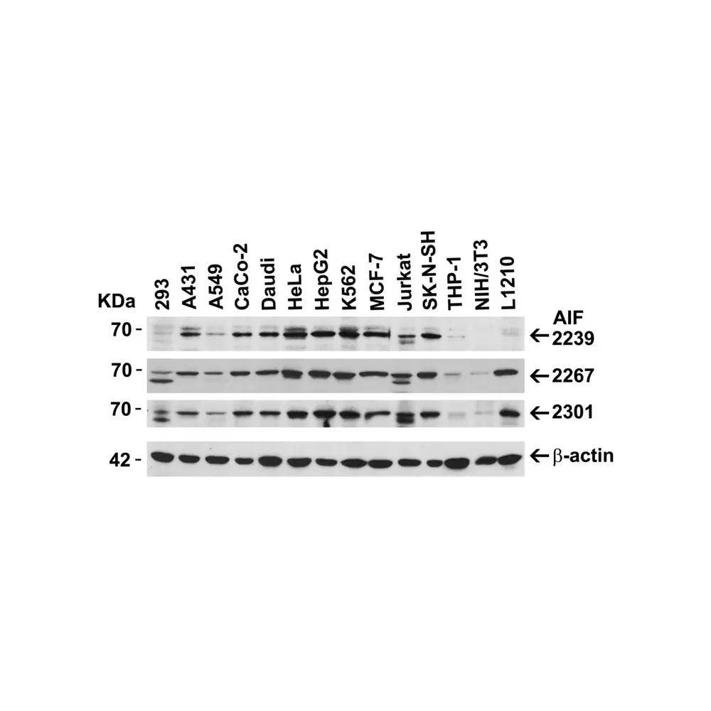 ProSci 2267_S AIF Antibody, ProSci, 0.02 mg/Unit Secondary Image