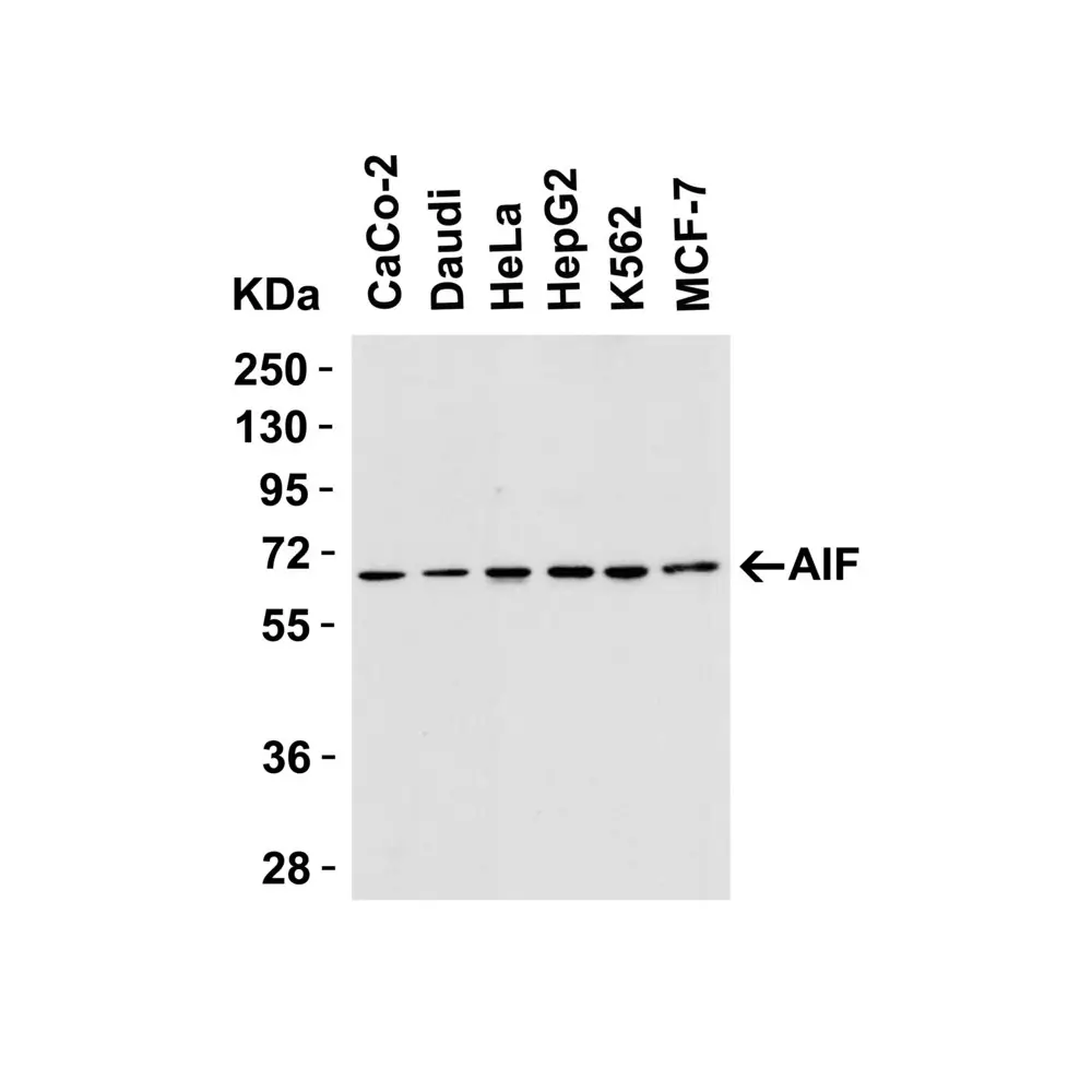 ProSci 2267_S AIF Antibody, ProSci, 0.02 mg/Unit Tertiary Image