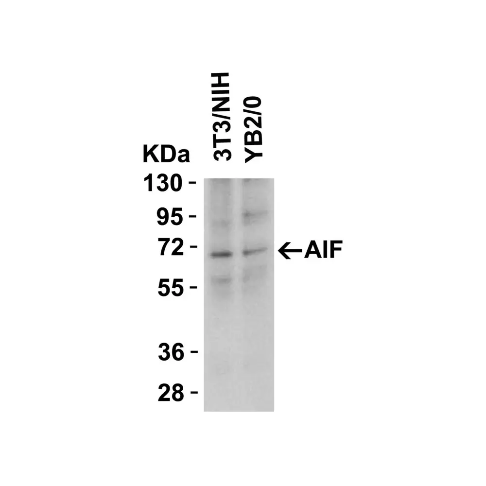 ProSci 2301 AIF Antibody, ProSci, 0.1 mg/Unit Tertiary Image