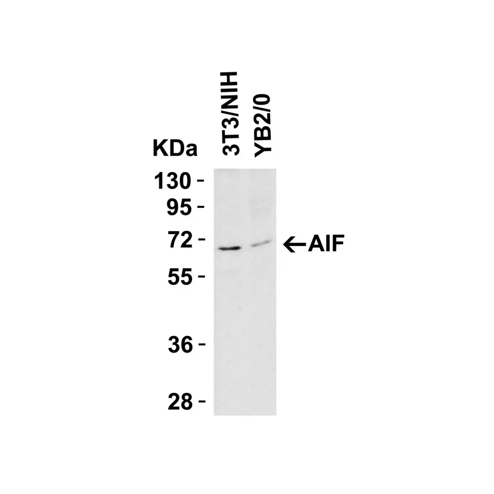 ProSci 2267 AIF Antibody, ProSci, 0.1 mg/Unit Quaternary Image