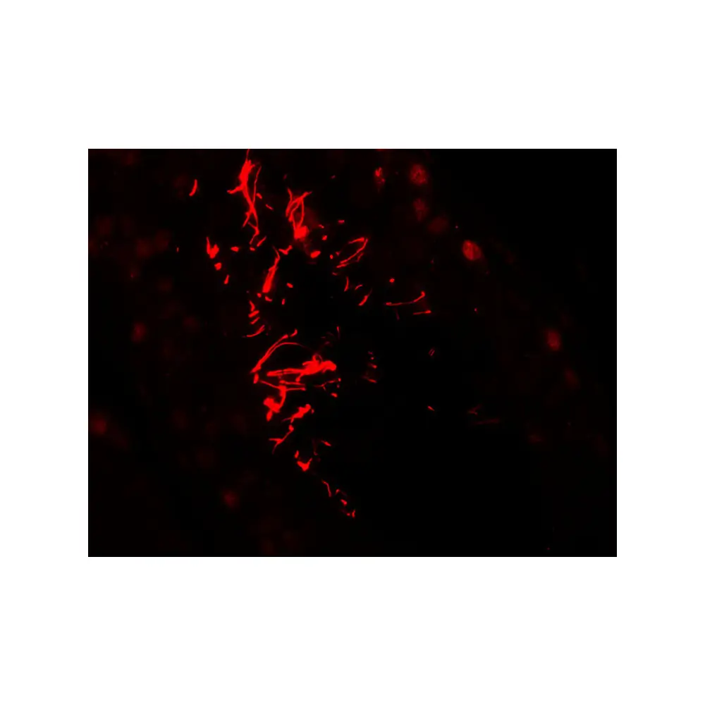 ProSci 7961_S AKAP4 Antibody, ProSci, 0.02 mg/Unit Tertiary Image