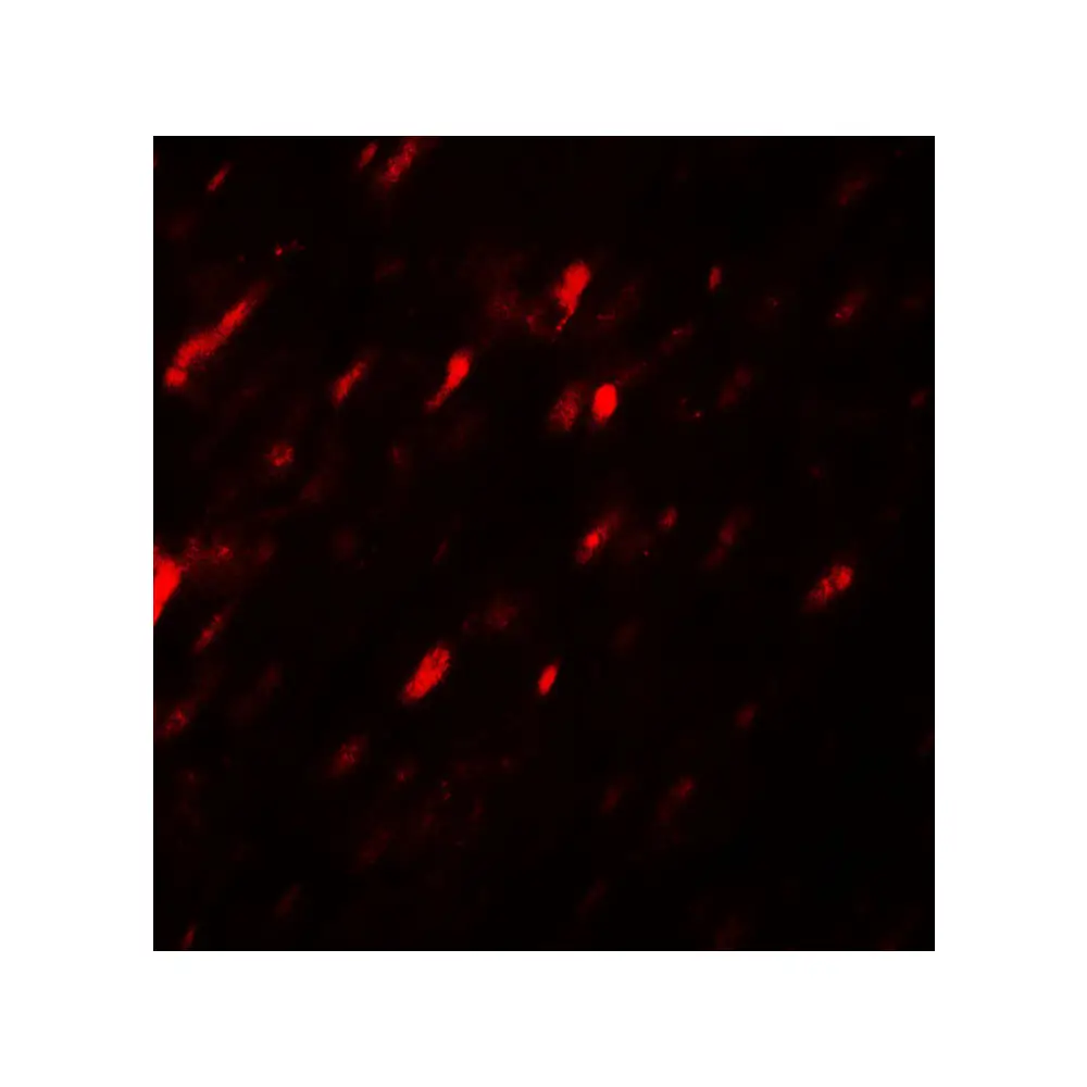 ProSci 7865_S ANGPTL3 Antibody, ProSci, 0.02 mg/Unit Tertiary Image