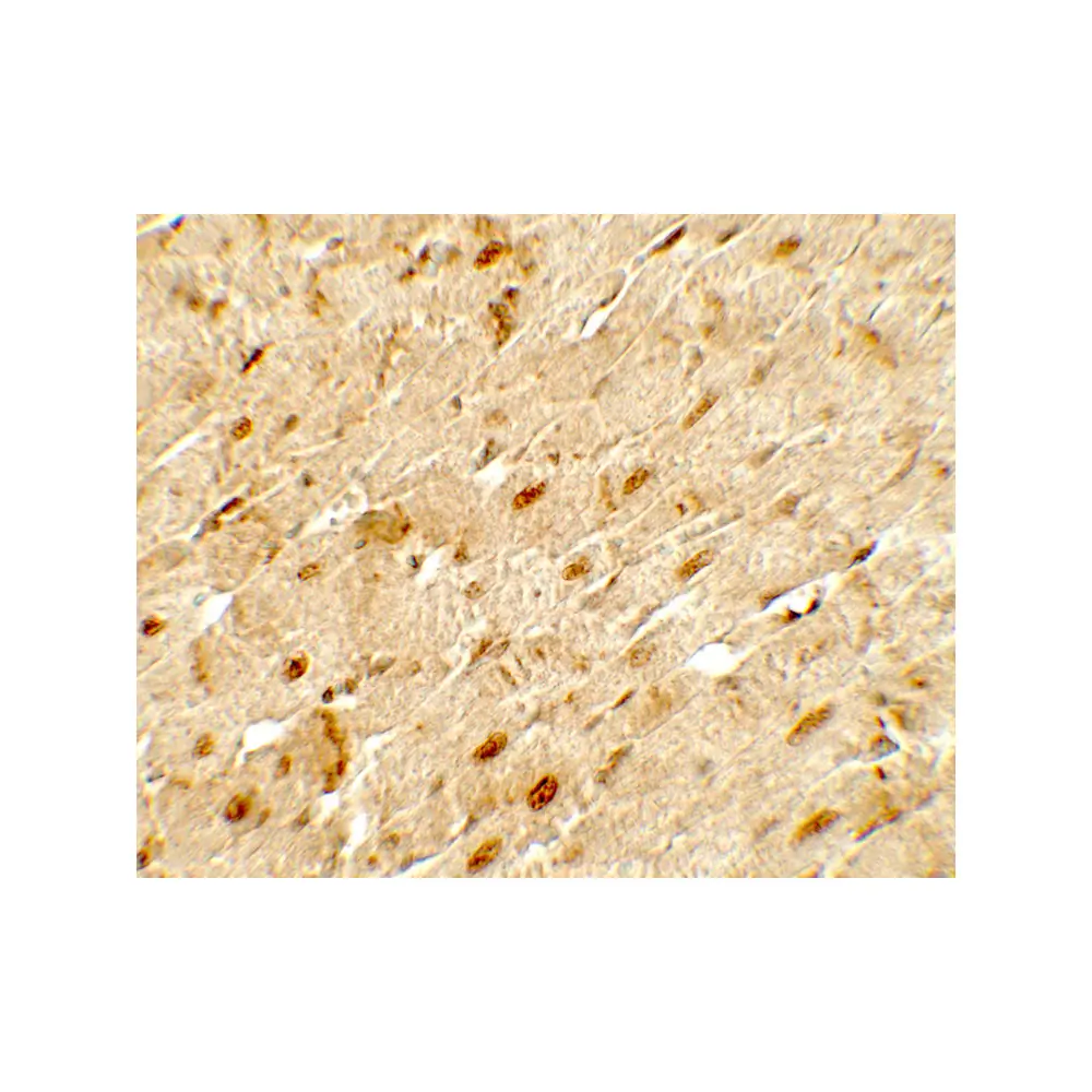 ProSci 7865 ANGPTL3 Antibody, ProSci, 0.1 mg/Unit Secondary Image