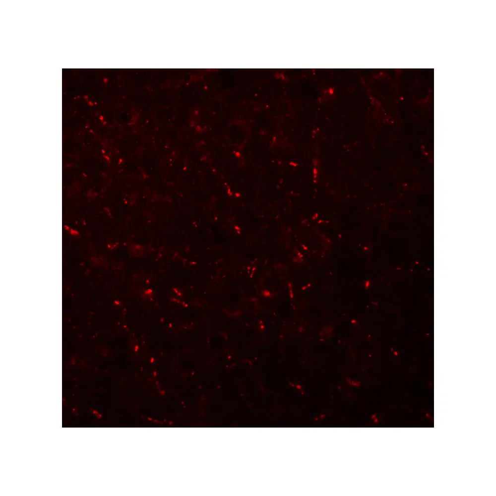 ProSci 6393_S AP3M1 Antibody, ProSci, 0.02 mg/Unit Tertiary Image