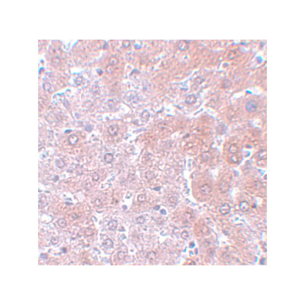ProSci 5725_S APC4 Antibody, ProSci, 0.02 mg/Unit Secondary Image