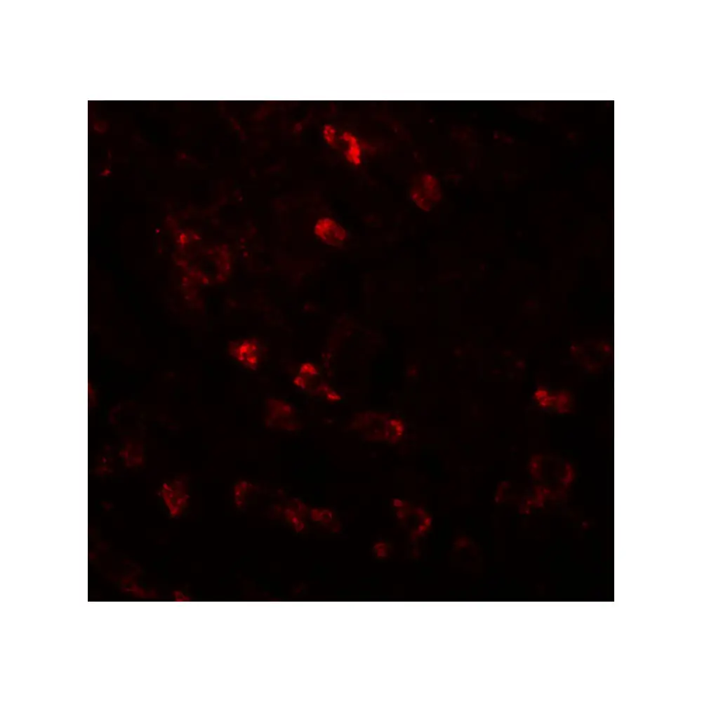 ProSci 5729_S APC6 Antibody, ProSci, 0.02 mg/Unit Tertiary Image