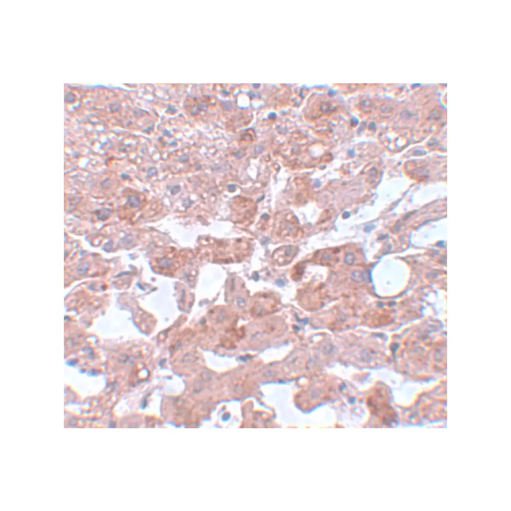 ProSci 5729_S APC6 Antibody, ProSci, 0.02 mg/Unit Secondary Image